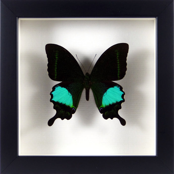 Papillon exotique Papilio paris / Cadre noir