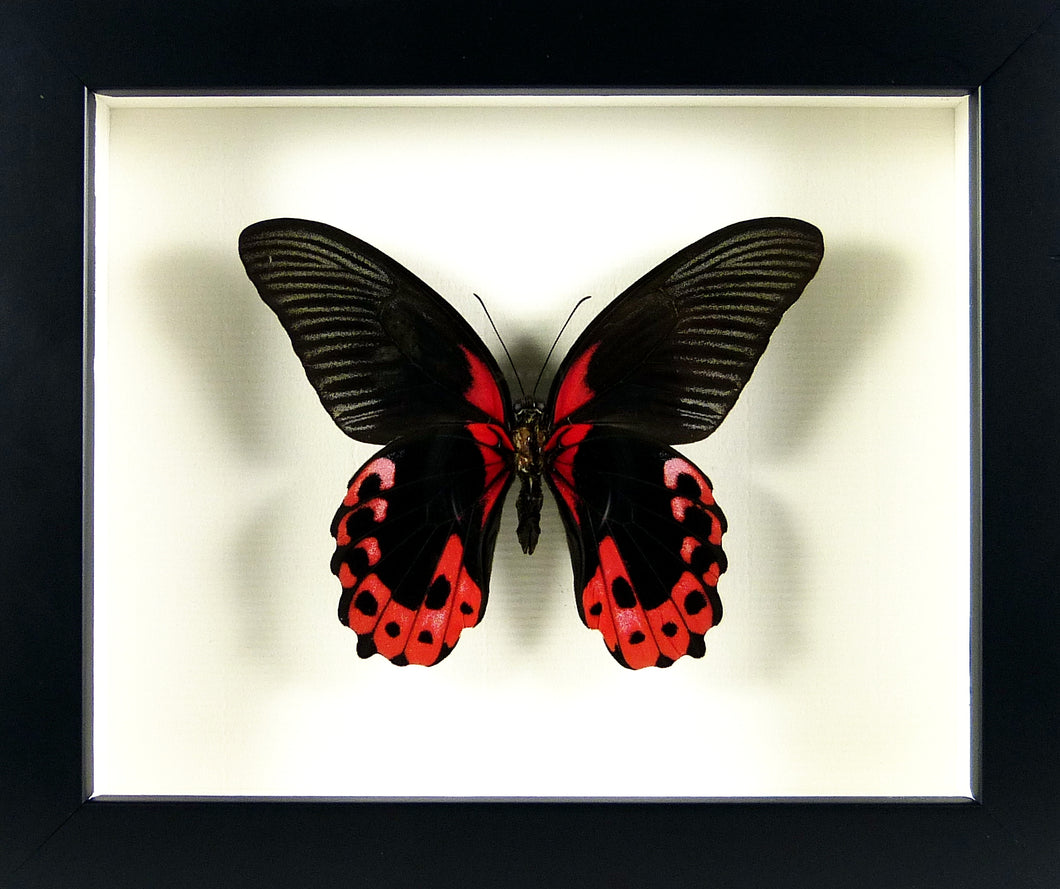 Papillon exotique Papilio rumanzovia / Cadre noir