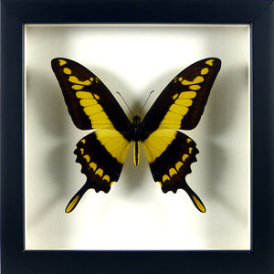 Papillon exotique Papilio thoas / Cadre noir
