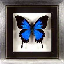 Charger l&#39;image dans la galerie, Papillon exotique Papilio ulysses l&#39;Empereur bleu encadré sous verre