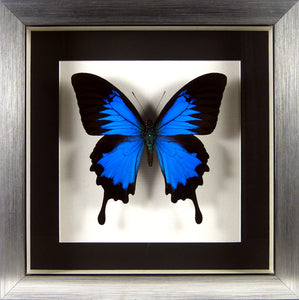 Papillon exotique Papilio ulysses l'Empereur bleu encadré sous verre