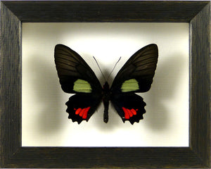Papillon Parides erlaces / Cadre bois