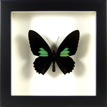 Charger l&#39;image dans la galerie, Papillon exotique Parides sesostris / Cadre plusieurs finitions