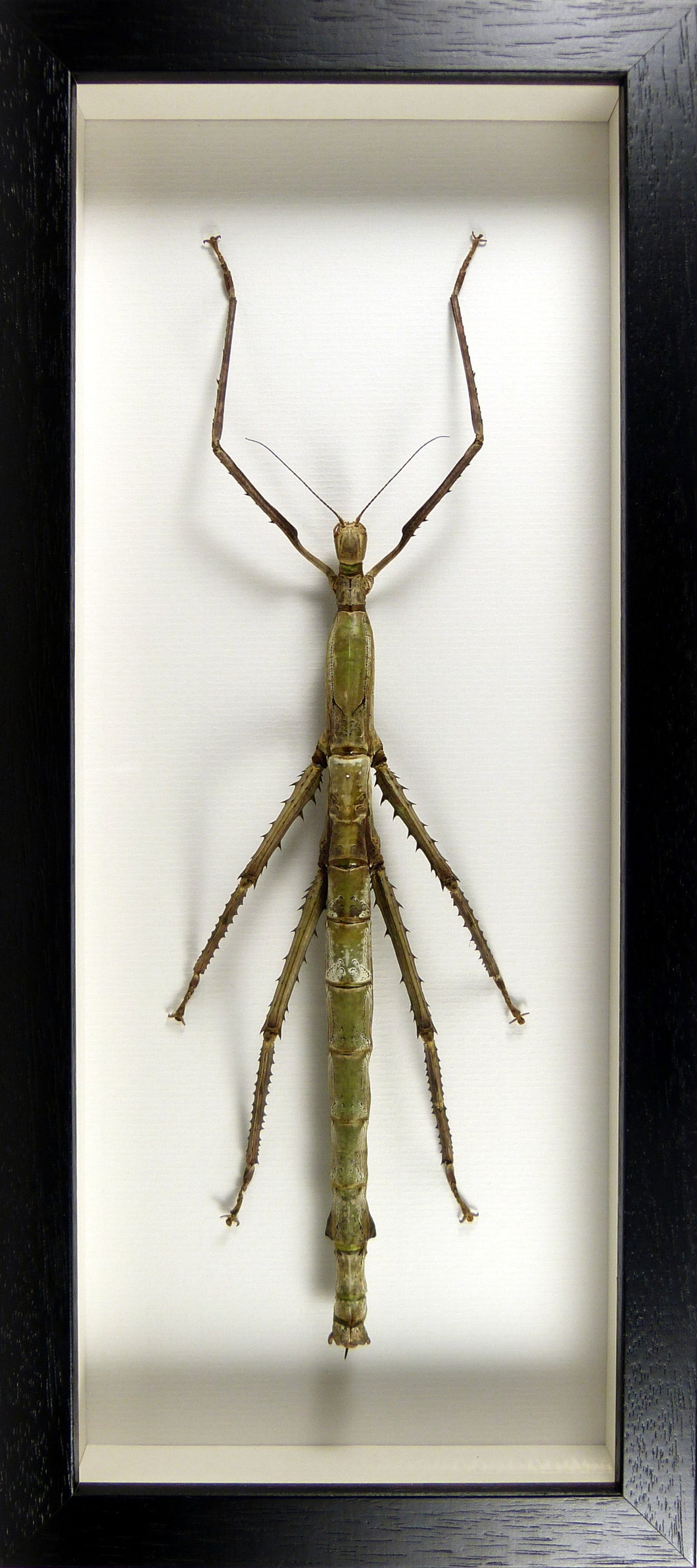 Phasme bâton géant Pharnacia sumatrana / Cadre noir