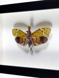 Insecte Fulgor Phrictus buechei / Cadre bois