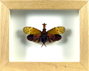 Insecte Fulgor Phrictus buechei / Cadre bois