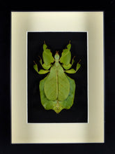 Charger l&#39;image dans la galerie, phasme feuille Phyllium pulchrifolium naturalisé et encadré