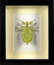 Charger l'image dans la galerie, Phasme "feuille" Phyllium de Jacob / Cadre plusieurs finitions