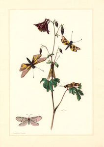 Planche entomologique ancienne encadrée: Planipennia, Ascalaphe n°101