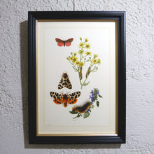 Charger l&#39;image dans la galerie, Planche 120 sous cadre noir liseré or: Lepidoptera, Ecailles