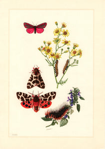 Planche entomologique ancienne encadrée: Lepidoptera, Ecailles n°120