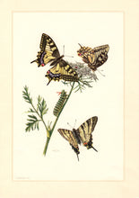 Charger l&#39;image dans la galerie, Planche entomologique ancienne encadrée: Lepidoptera, Machaon, Flambé n°147