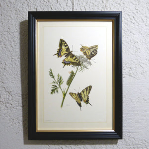 Planche n°147 sous cadre noir liseré or: Lepidoptera, Machaon, Flambé