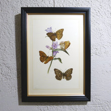 Charger l&#39;image dans la galerie, Planche n°152 sous cadre noir liseré or: Lepidoptera, Tabac d&#39;Espagne