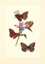Charger l&#39;image dans la galerie, Planche entomologique ancienne encadrée: Lepidoptera, Tabac d&#39;Espagne n°152