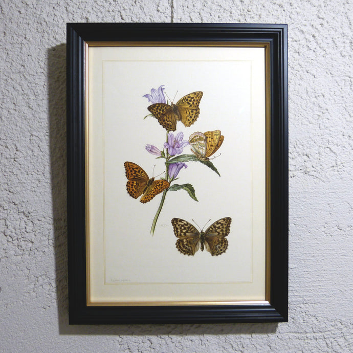 Planche n°152 sous cadre noir liseré or: Lepidoptera, Tabac d'Espagne