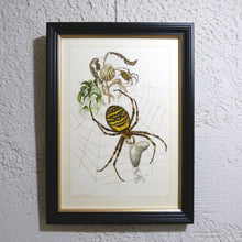 Charger l&#39;image dans la galerie, Planche n°184 sous cadre noir liseré or: Arachnoidea, Épeire Fasciée