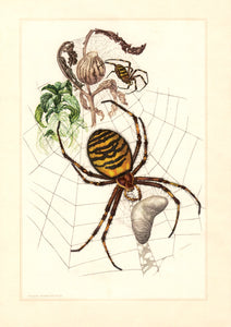 Planche entomologique ancienne encadrée: Arachnoidea, Épeire Fasciée n°184