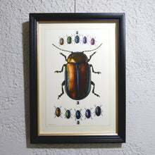 Charger l&#39;image dans la galerie, Planche 70 sous cadre noir liseré or: Coleoptera, Chrysomèles