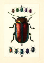 Charger l&#39;image dans la galerie, Planche entomologique ancienne encadrée: Coleoptera, Chrysomèles n°70