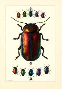 Planche entomologique ancienne encadrée: Coleoptera, Chrysomèles n°70