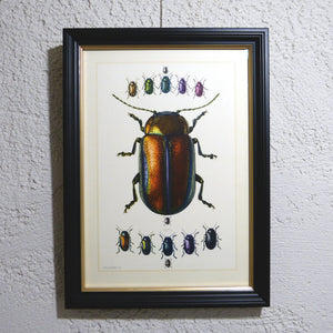 Planche 70 sous cadre noir liseré or: Coleoptera, Chrysomèles