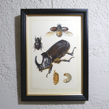 Charger l&#39;image dans la galerie, Planche 90 sous cadre noir liseré or: Coleoptera, Rhinocéros