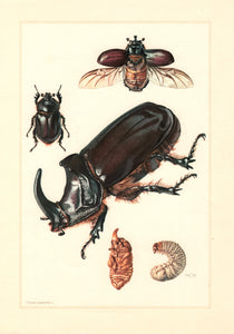 Planche entomologique ancienne encadrée: Coleoptera, Rhynocéros n°90