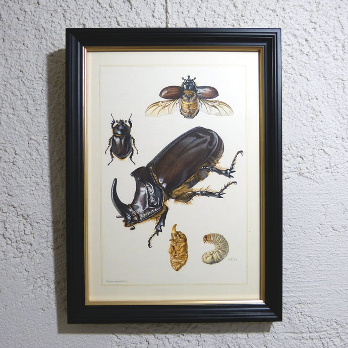 Planche 90 sous cadre noir liseré or: Coleoptera, Rhinocéros