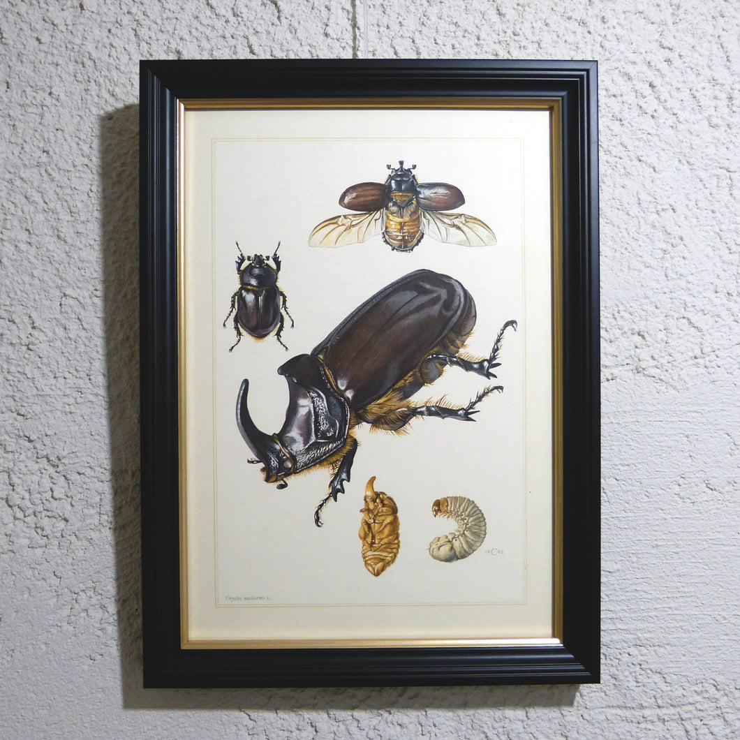 Planche 90 sous cadre noir liseré or: Coleoptera, Rhinocéros