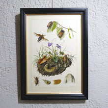 Charger l&#39;image dans la galerie, Planche 93 sous cadre noir liseré or: Coleoptera, Hanneton