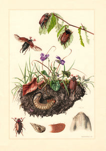 Planche entomologique ancienne encadrée: Coleoptera, Hanneton n°93
