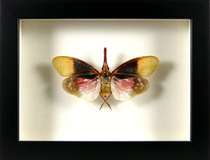 Insecte Fulgor Pyrops Sultana / Cadre noir