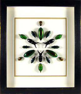 Rosace de coléoptères asiatiques métallisés / Cadre noir vieilli pièce unique