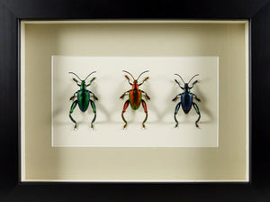 Chrysomélides trio coloré Sagra longicollis cadre entomologique