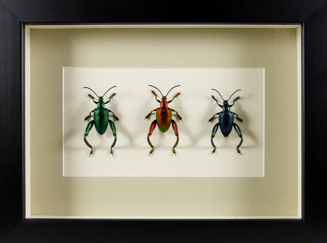 Chrysomélides trio coloré Sagra longicollis cadre entomologique
