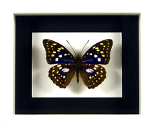 Charger l&#39;image dans la galerie, Papillon &quot;Empereur du Japon&quot; Sasakia charonda / Cadre diverses finitions