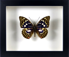 Charger l&#39;image dans la galerie, Papillon &quot;Empereur du Japon&quot; Sasakia charonda / Cadre diverses finitions