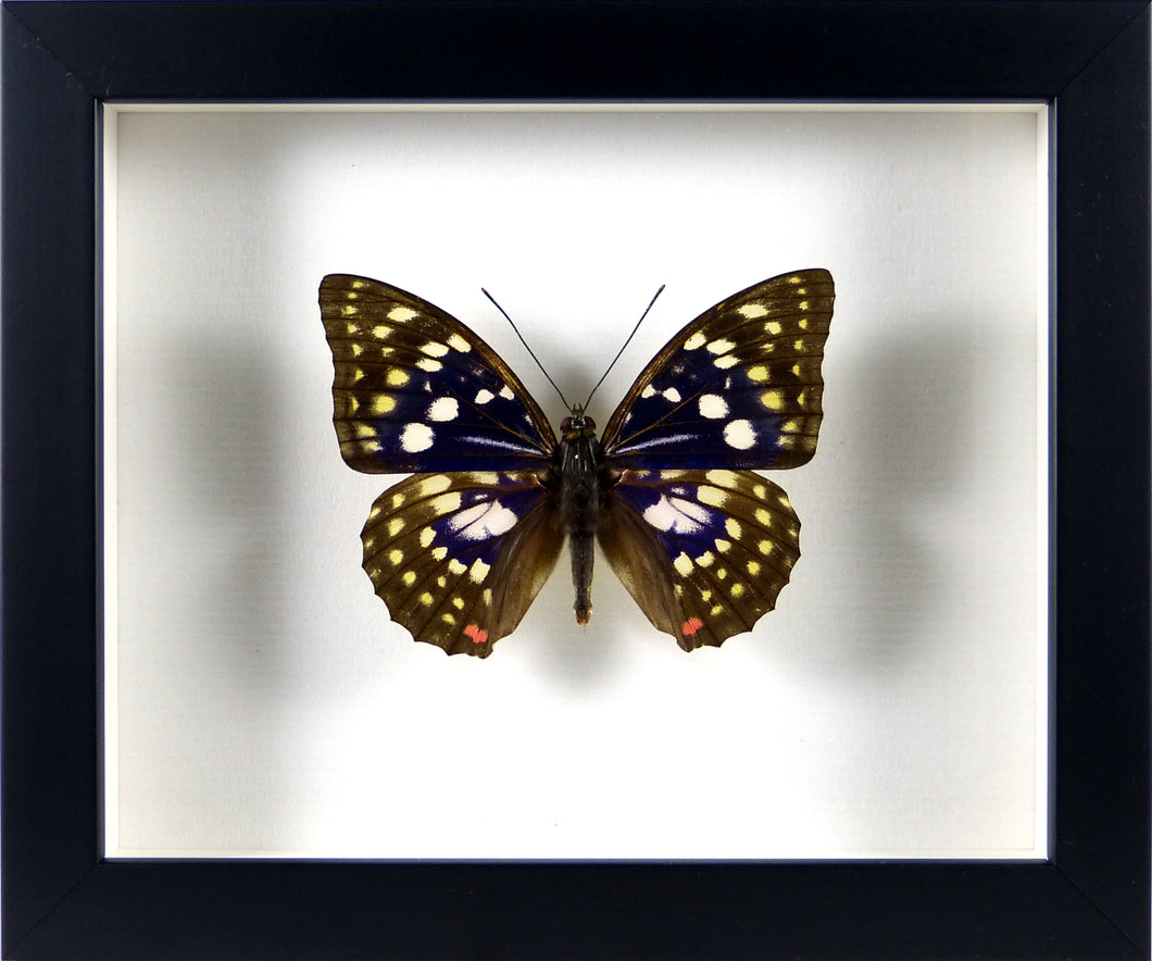 Papillon 