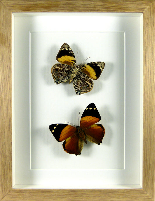 Copie de Papillons Smyrna blomfieldia / Cadre chêne