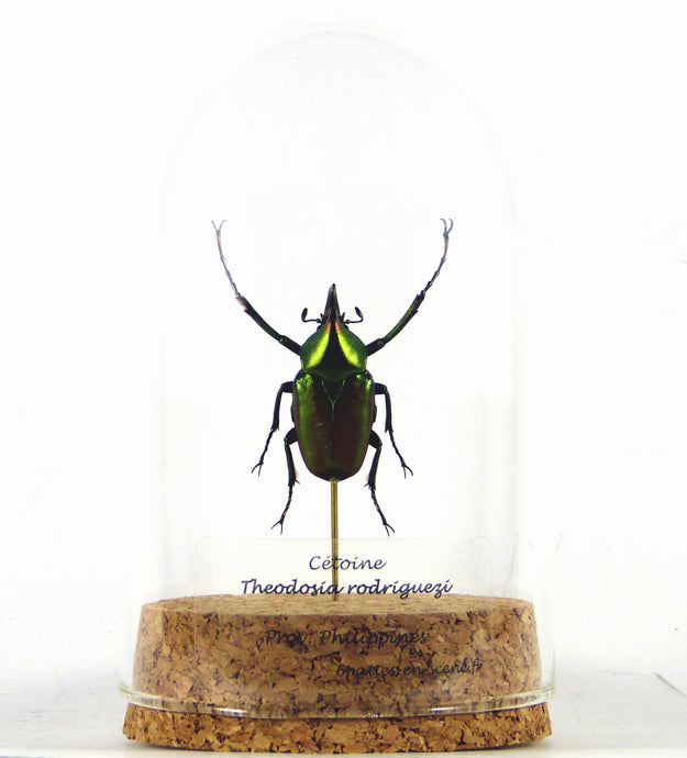 Coléoptère cétoine Theodozia rodriguezi - insecte sous globe, cloche