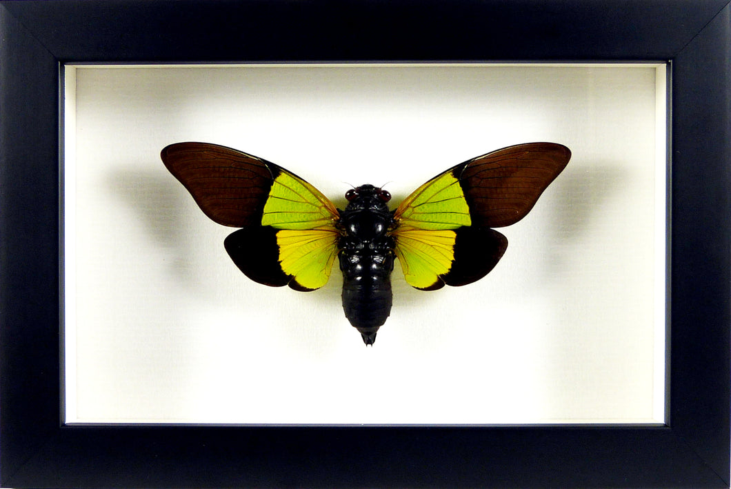 Cigale cicada Trengganua sibylla encadrée framed