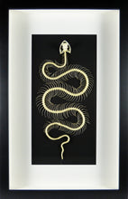 Charger l&#39;image dans la galerie, Squelette de serpent encadré Crotale des bambous Trimeresurus albolabris cadre laqué noir fond noir passe-partout blanc