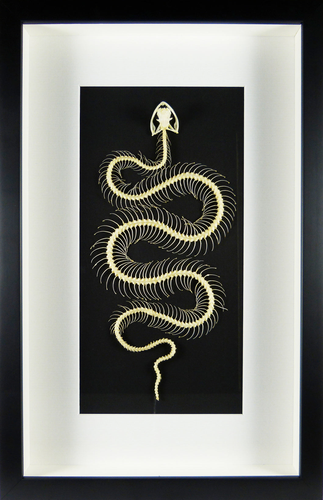 Squelette de serpent encadré Crotale des bambous Trimeresurus albolabris cadre laqué noir fond noir passe-partout blanc
