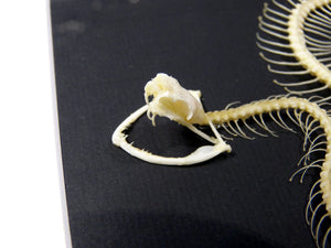 Squelette de serpent Crotale des bambous Trimeresurus albolabris encadré