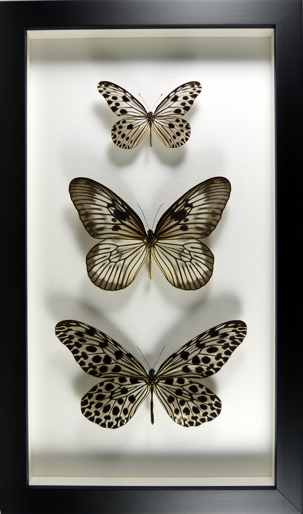 Trio de papillons noir et blanc Idea / Cadre noir