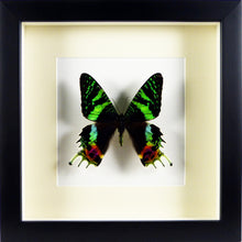 Charger l&#39;image dans la galerie, Papillon nautralisé Urania ripheus Adriandolo sous cadre noir