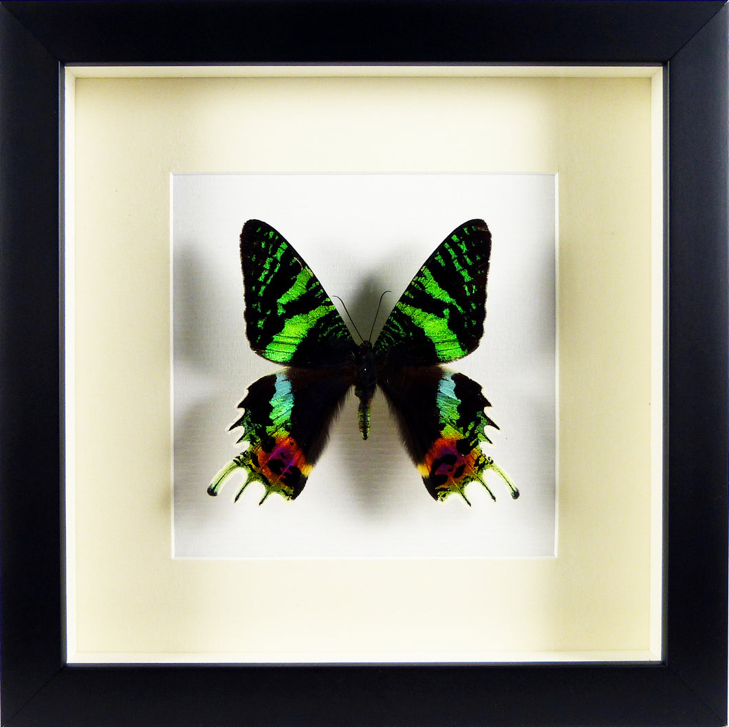 Papillon nautralisé Urania ripheus Adriandolo sous cadre noir
