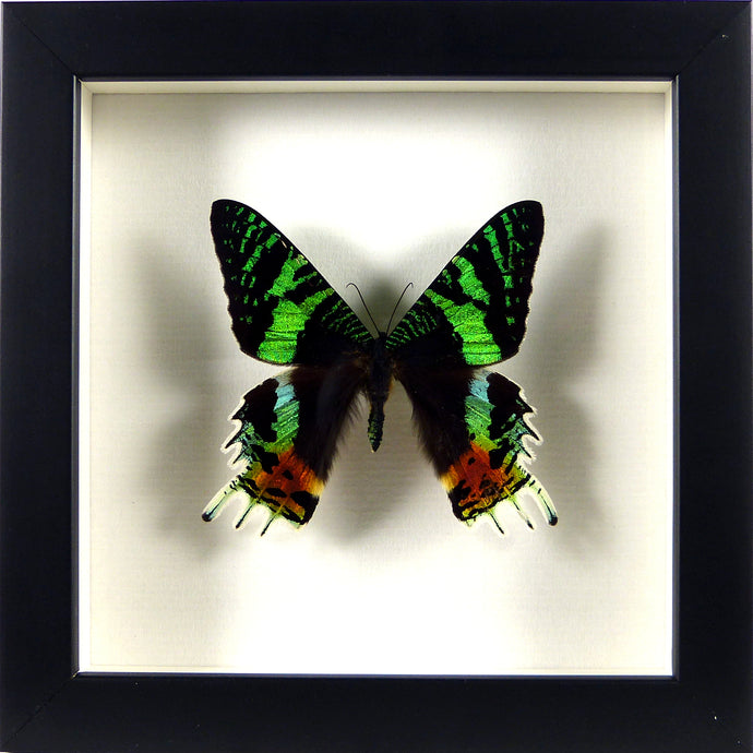 Papillon Urania ripheus / Cadre noir