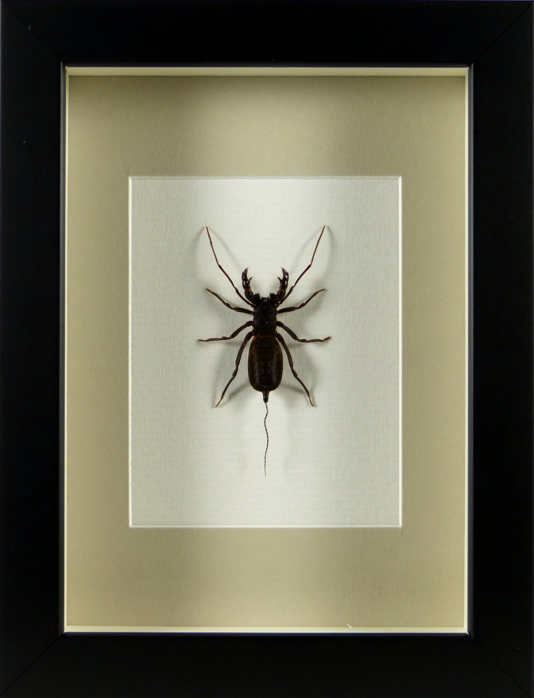 Uropyge (Arachnide) / Cadre noir